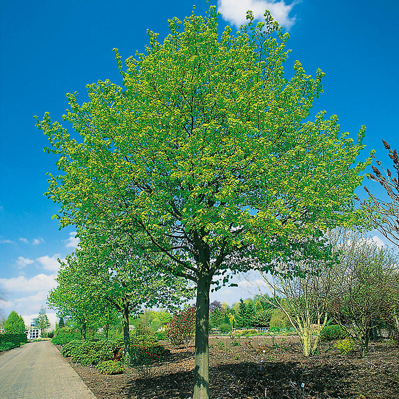 Linden Tilia cordata - Co 5/10 - Ca 200+ cm
